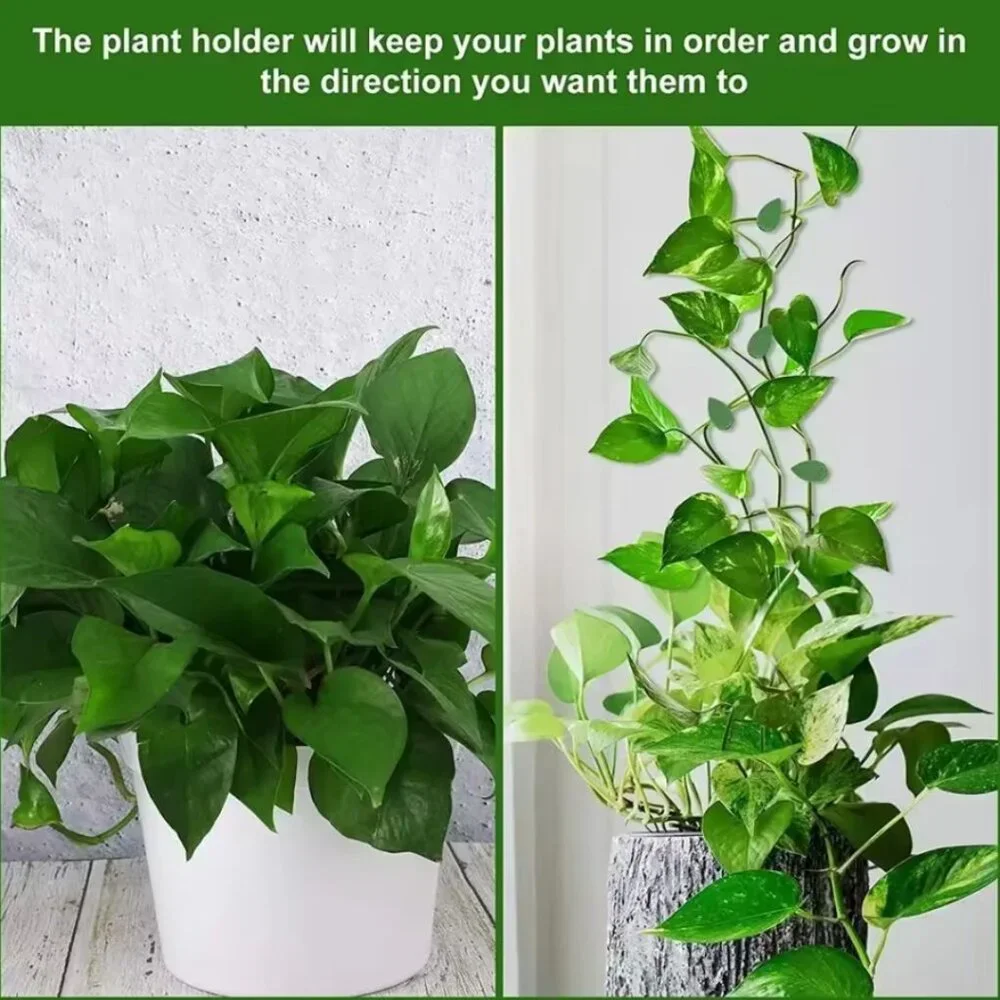 Pothos Clips Control Climbing pothos Wall support